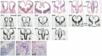 Developmental Characterization of Schizophrenia-Associated Gene Zswim6 in Mouse Forebrain